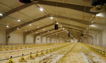 Курятник на 10000 куриц 42х17х6 м